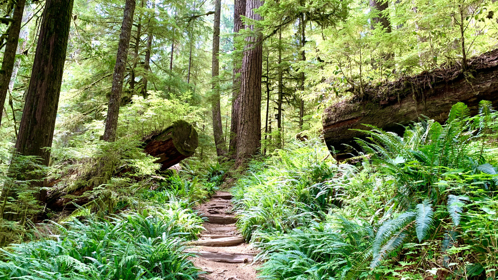 The Green Lake Trail at Mount Rainier National Park is a hike through an old-growth rainforest.