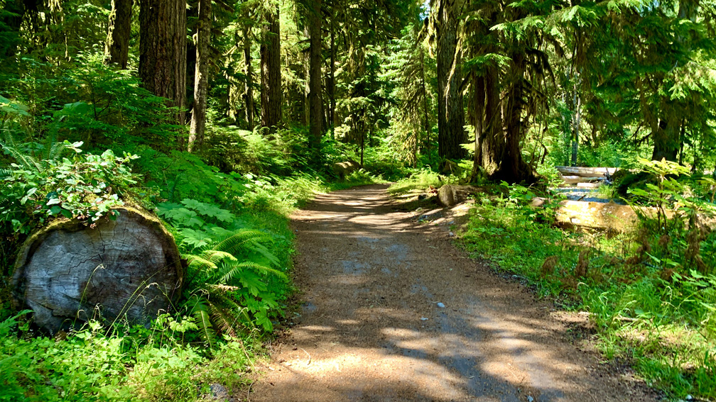 The Carbon River Trail goes through a very green old-growth rainforest.