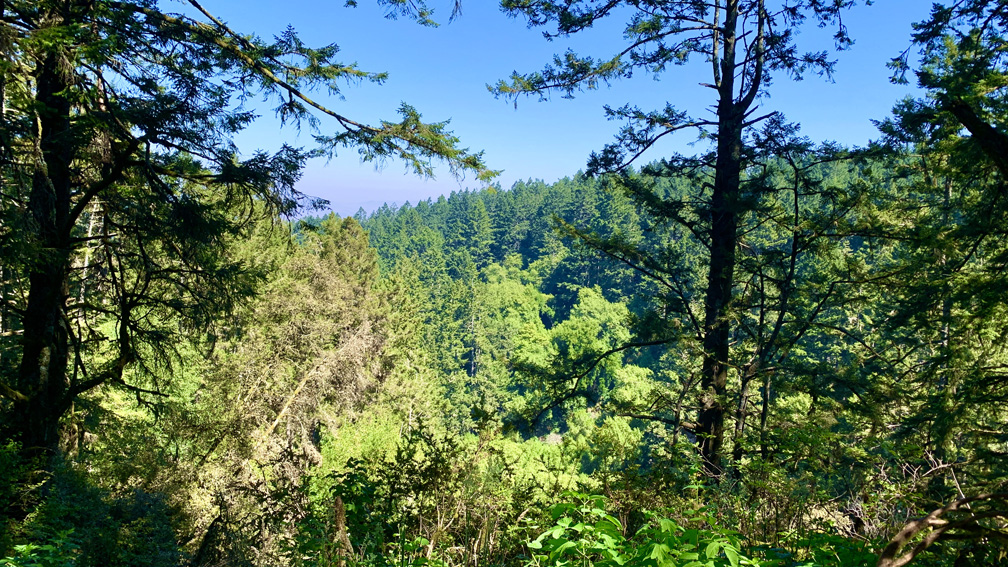 Despite the 5,000 acre fire that burned at Point Reyes National Seashore in 2020, there are still some good views from this hike where many trees are and forest were not touched by it.