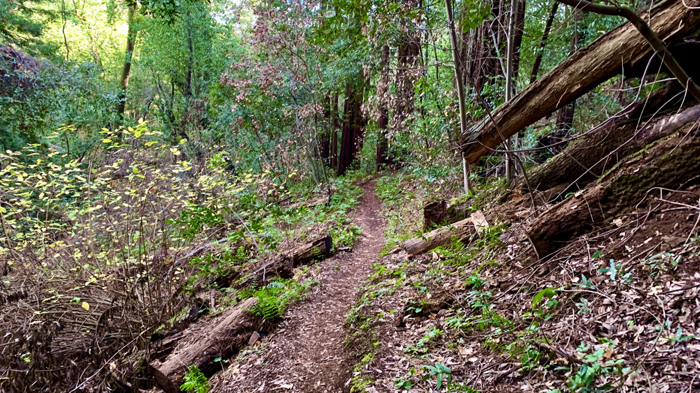 The Upper Bridge Trail goes trough thick forest to the Historic Orchard.