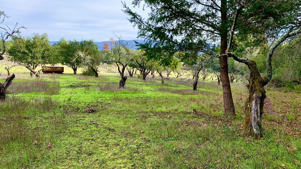 The Historic Orchard at Jack London State Historic Park.