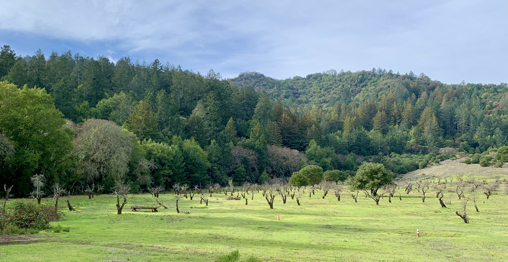 The Historic Orchard at Jack London State Historic Park once produced apples, apricots, pears, plums, and prunes.