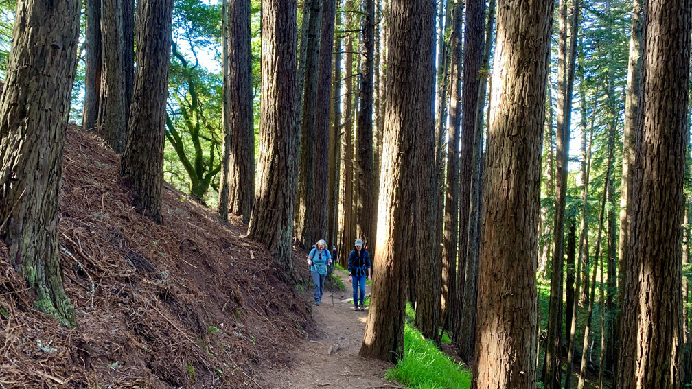 Hikers enjoy the trail as they hike the Dipsea Trail at Mount Tamalpais State Park.