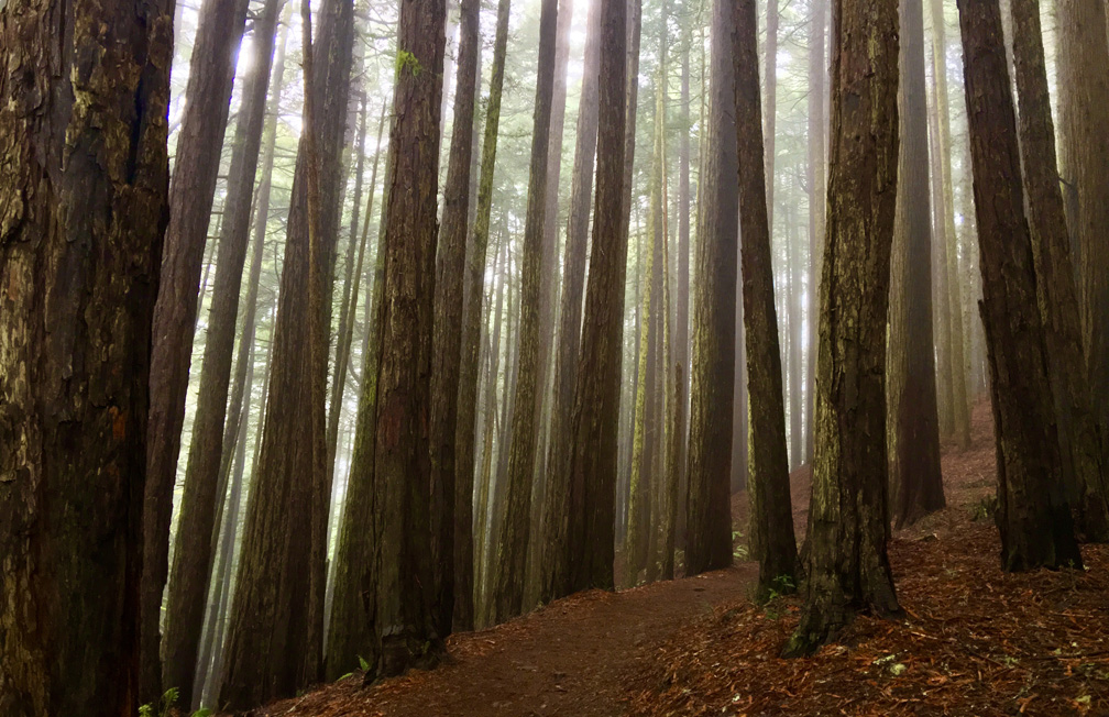 The Dipsea Trail at Mount Tamalpais State Park hikes you though the serenity of the tall trees.