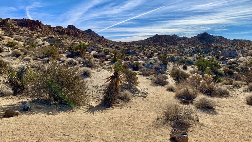 Hiking to the Lost Palms Oasis at Joshua Tree National Park is like hiking through a garden in the desert.