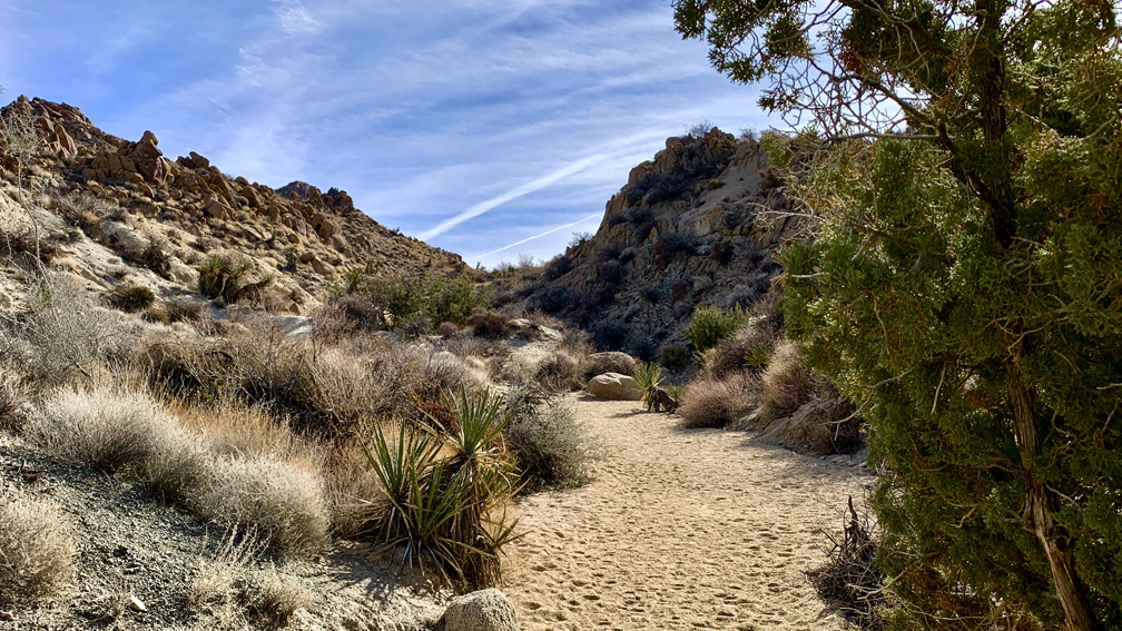 The trail to the Lost Palms Oasis at Joshua Tree National Park takes you through many washes.