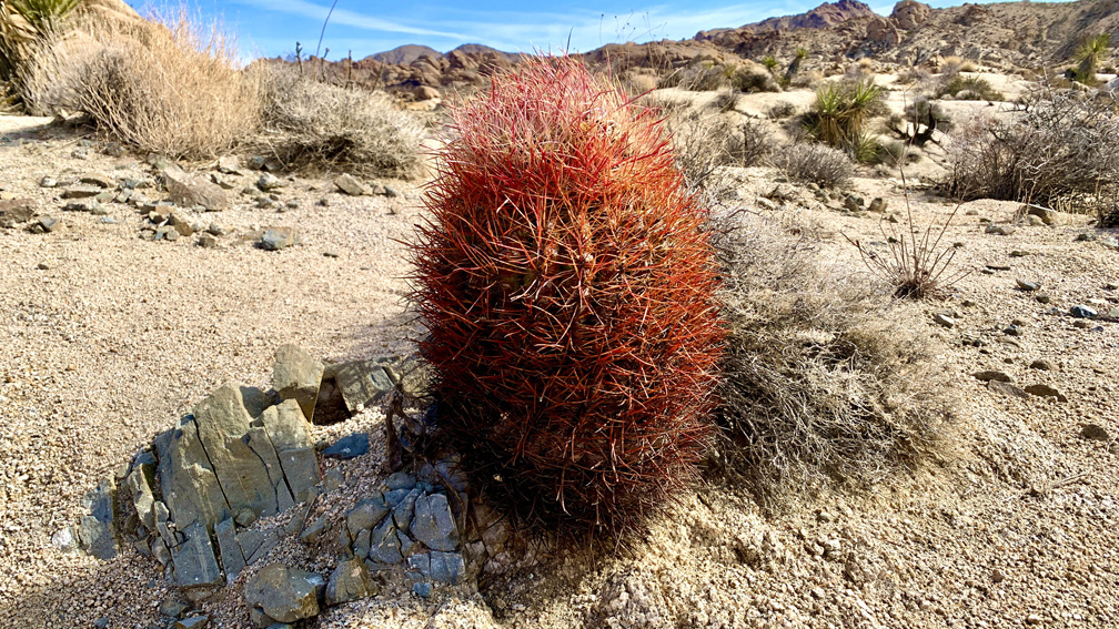 Barrel Cacti were here and there on the trail to the Lost Palms Oasis at Joshua Tree National Park but can be spectacular to see.