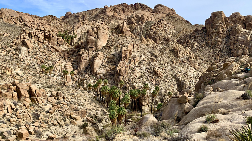 The trail to the Palm Tress at the Lost Palms Oasis ends on a ridge above it. You can hike down to the palm trees, but you do so at your own risk.