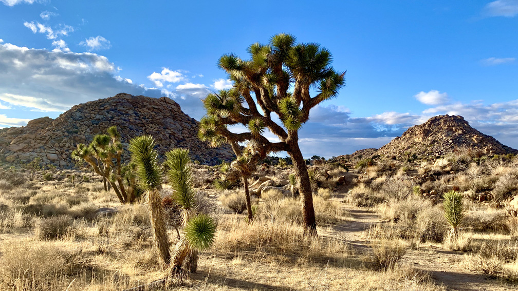 The desert landscape on the Maze hike is full of desert vegetation, trees, and land formations. 