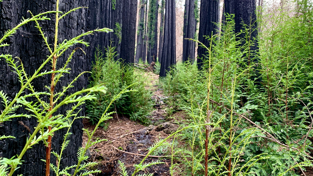 The forest at Bothe-Napa Valley State Park on the Upper Ritchey Canyon Trail are recovering from a fire that occurred in 2020.