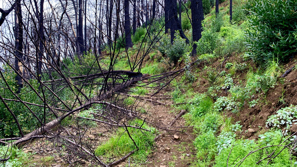 A fallen tree blocked the path about half a mile from the end of the Upper Ritchey Canyon Trail at Bothe-Napa Valley State Park.