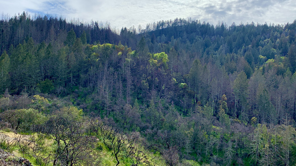 The forest on the ridgeline above the Upper Ritchey Canyon Trail is burned out form a fire that occurred in 2020.
