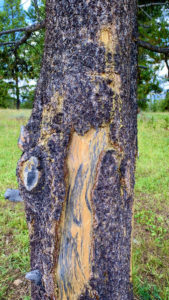 A tree trunk with grizzly bear markings on it.
