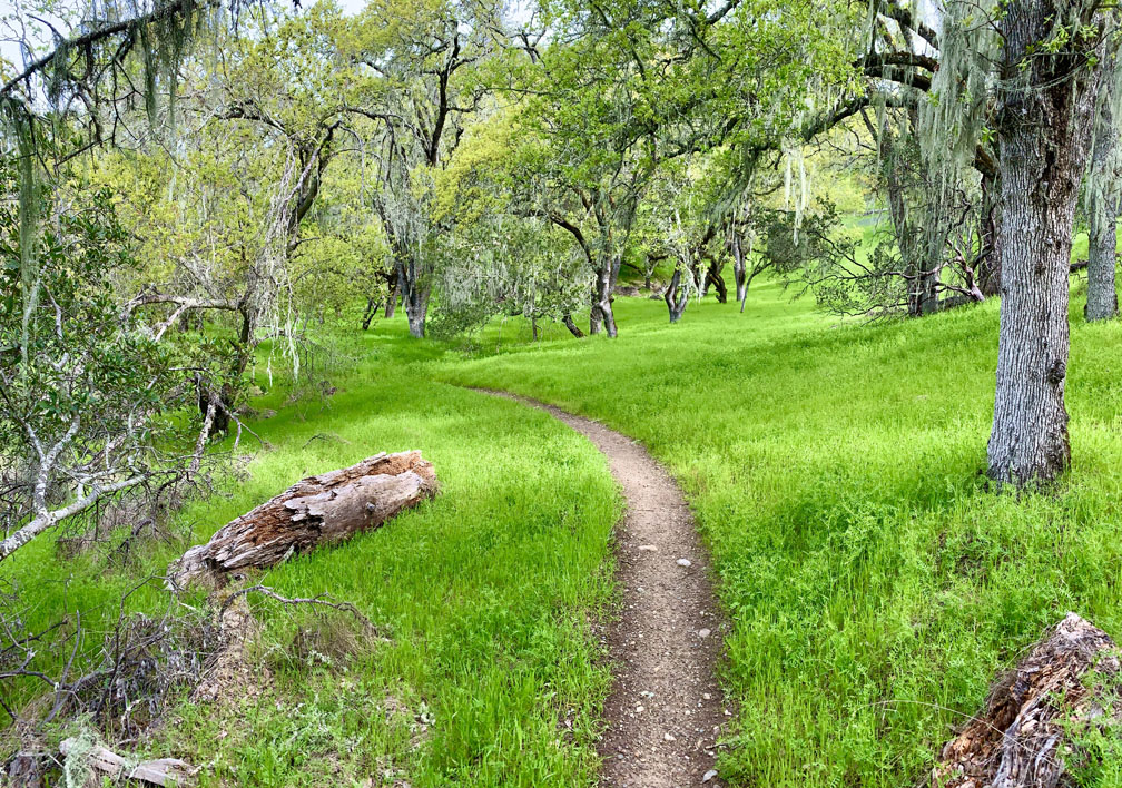 A trail is cut through an oak forest foothill during the springtime when the grasses are green and lush.