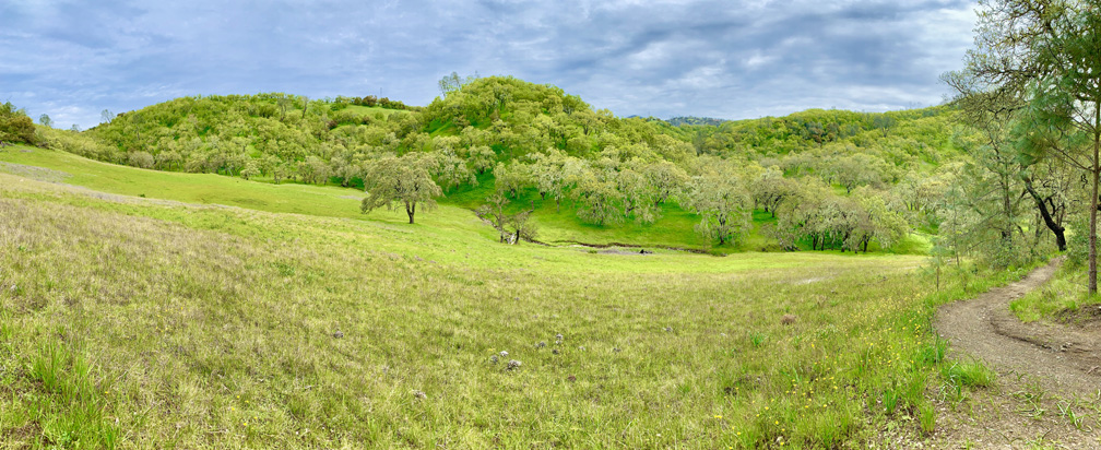 A cloudy sky is over a springtime green meadow with an oak forest in the background at Moore Creek Park.