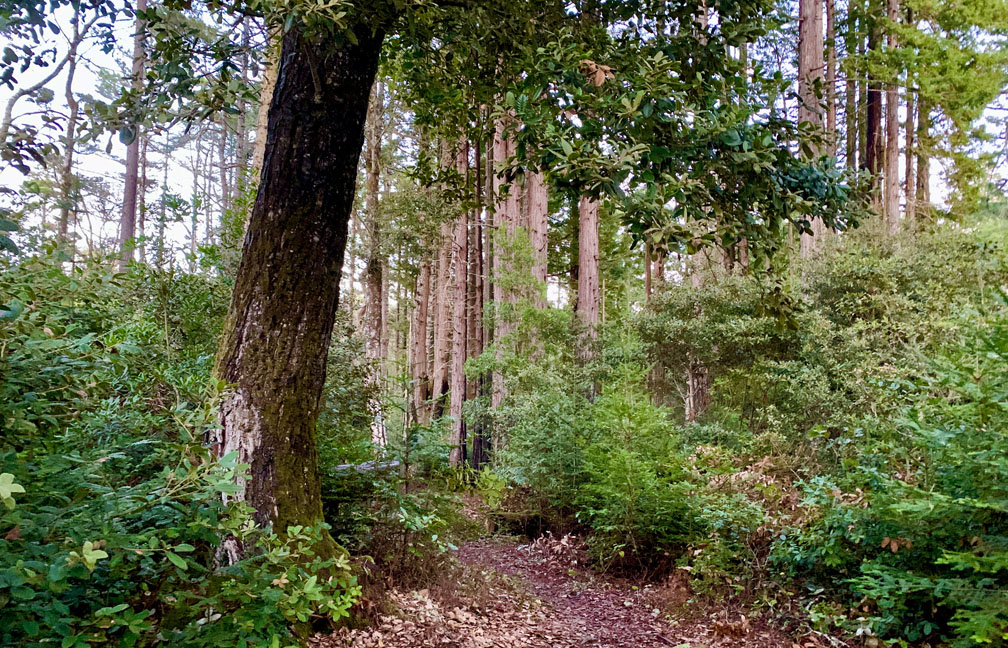 Trees and greenery line the Central Trail at Salt Point State Park.