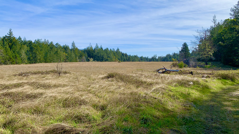 A large grassy meadow sits in the middle of the forest.