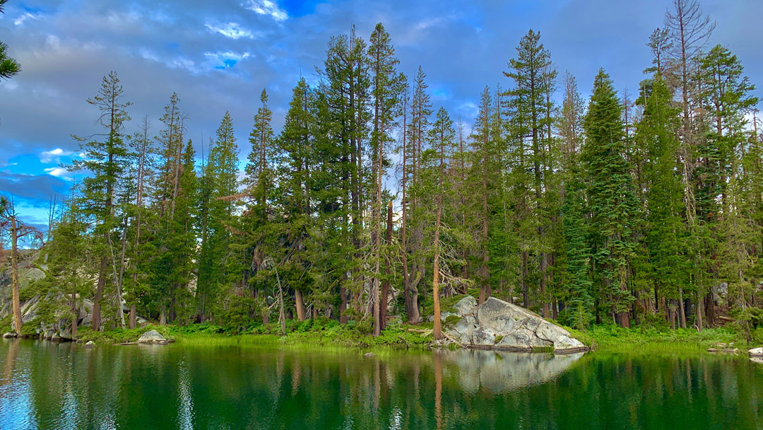 Pine trees sit on the banks of a pond on the Tahoe National Forest.