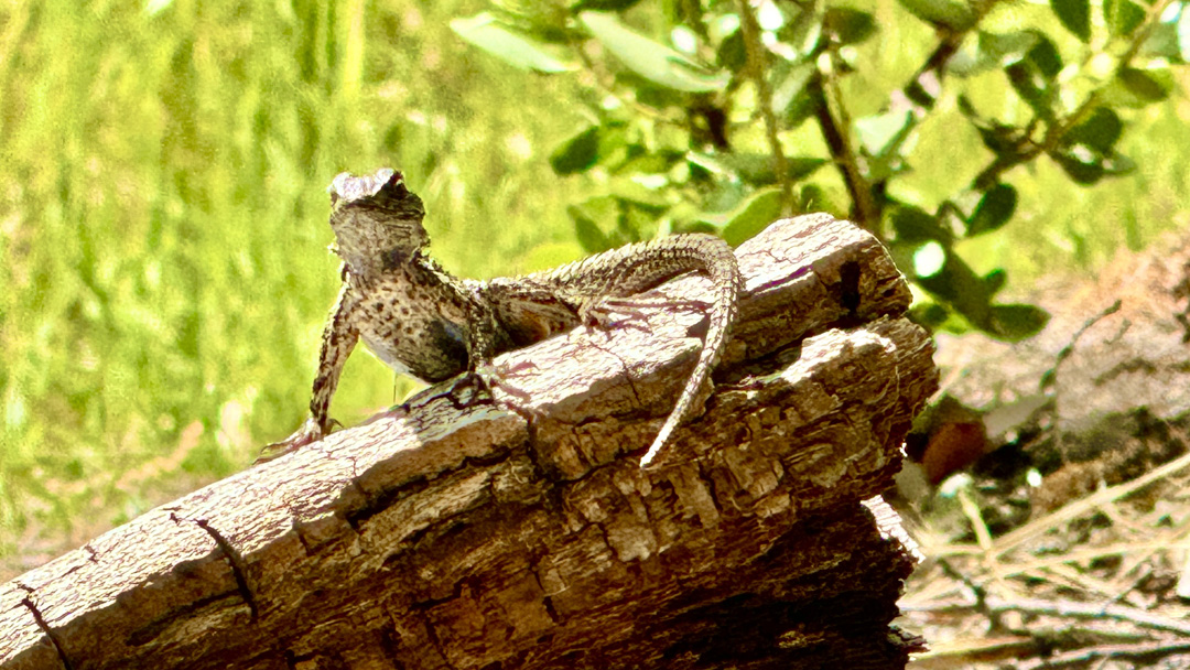 A lizard suns itself on a log in Deafy Glade.