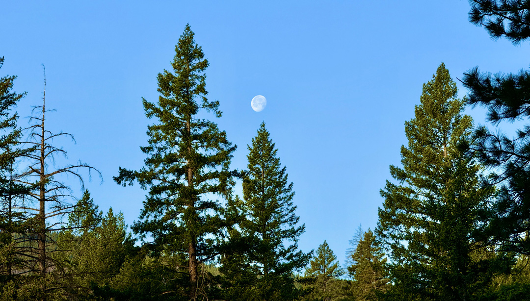 The moon over Deafy Glade before it set in the morning.