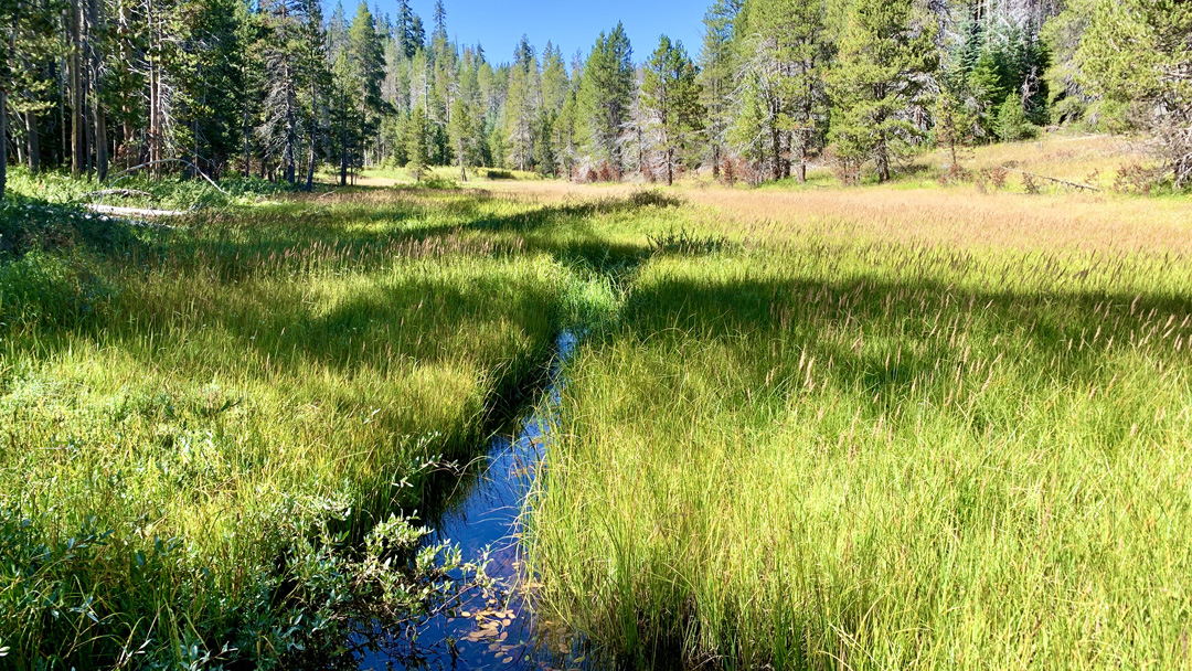 A stream runs through McGruk Meadow.