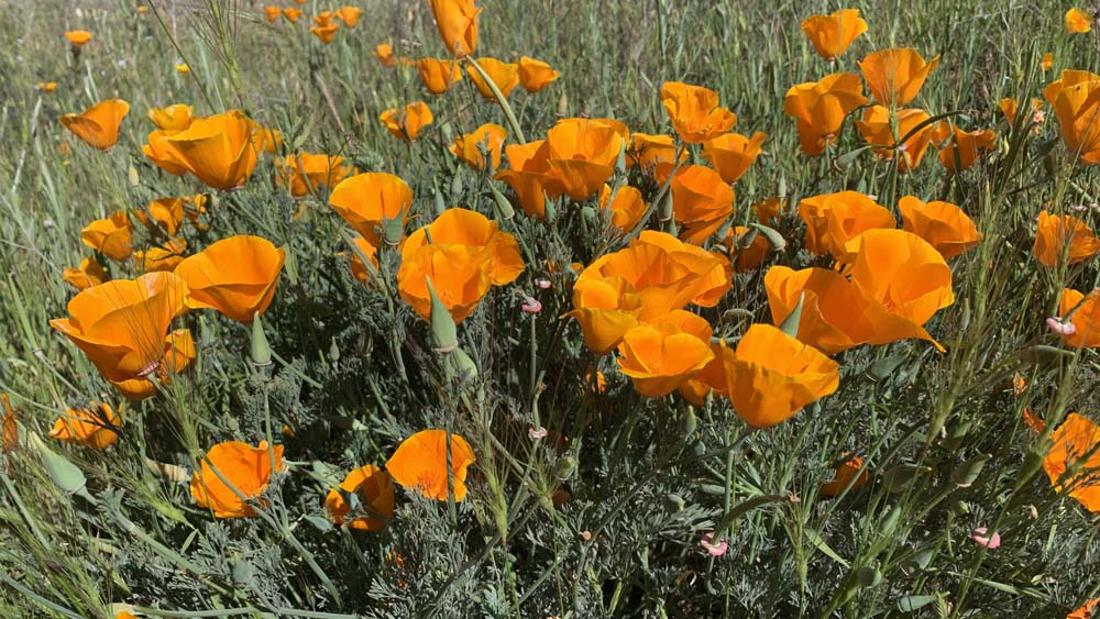 California Poppies.