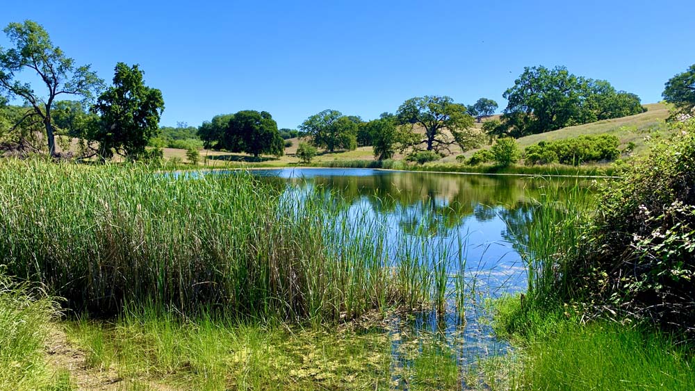 Tall grasses protrude from a pond in the foreground with oak tree covered foothills behind the pond.