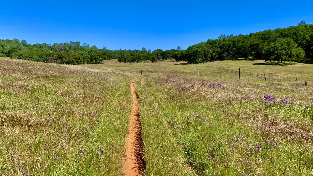 A single-track trail runs though an open space area with grasses growing on each side with trees in the background.