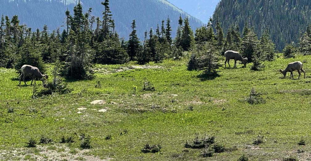 Longhorn sheep graze in an open area just off the trail to Hidden Lake in Glacier National Park.