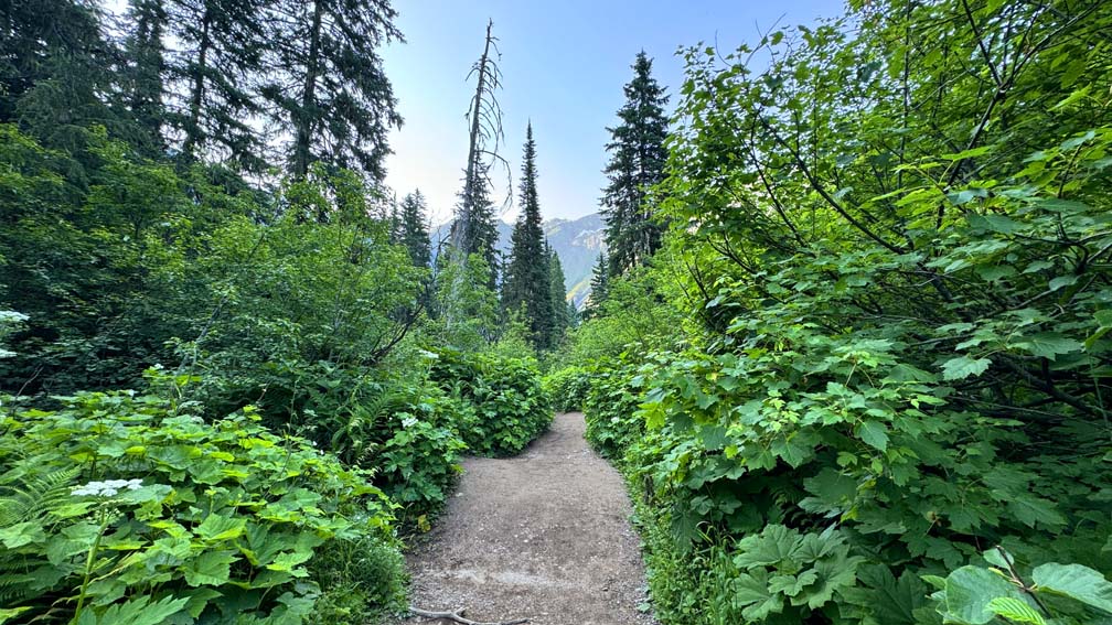 Huckleberry bushes line the sides of the trail to Avalanche Lake.