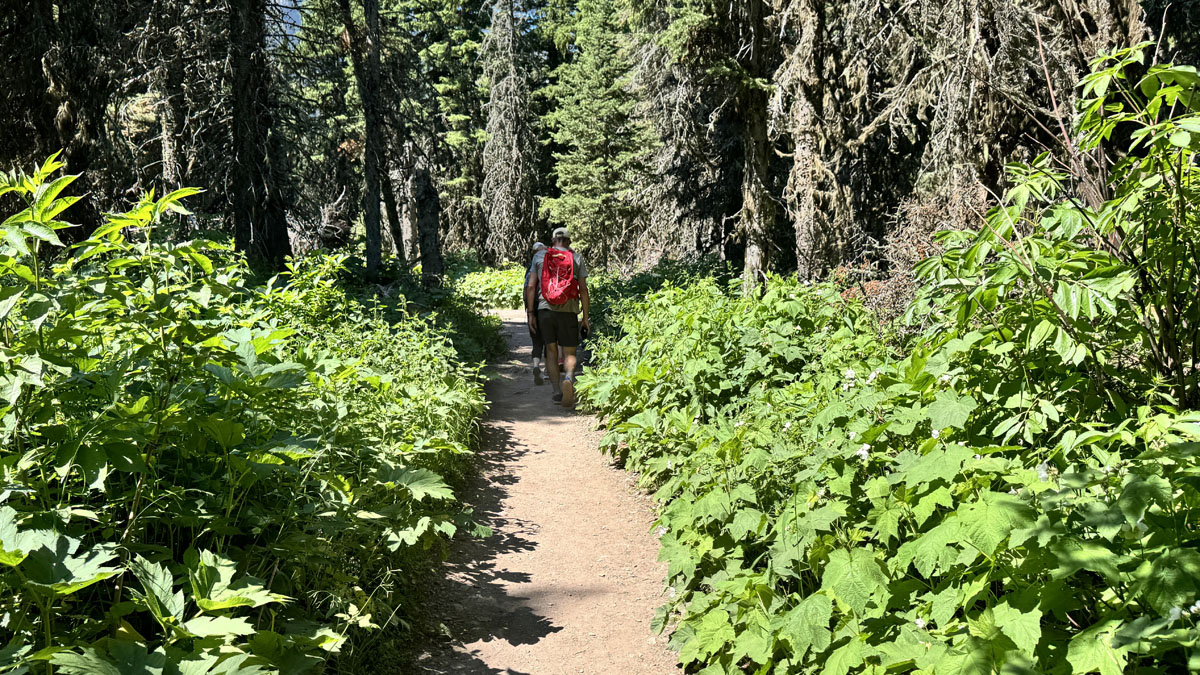 Hikers on a trail with huckleberry bushes on both sides.