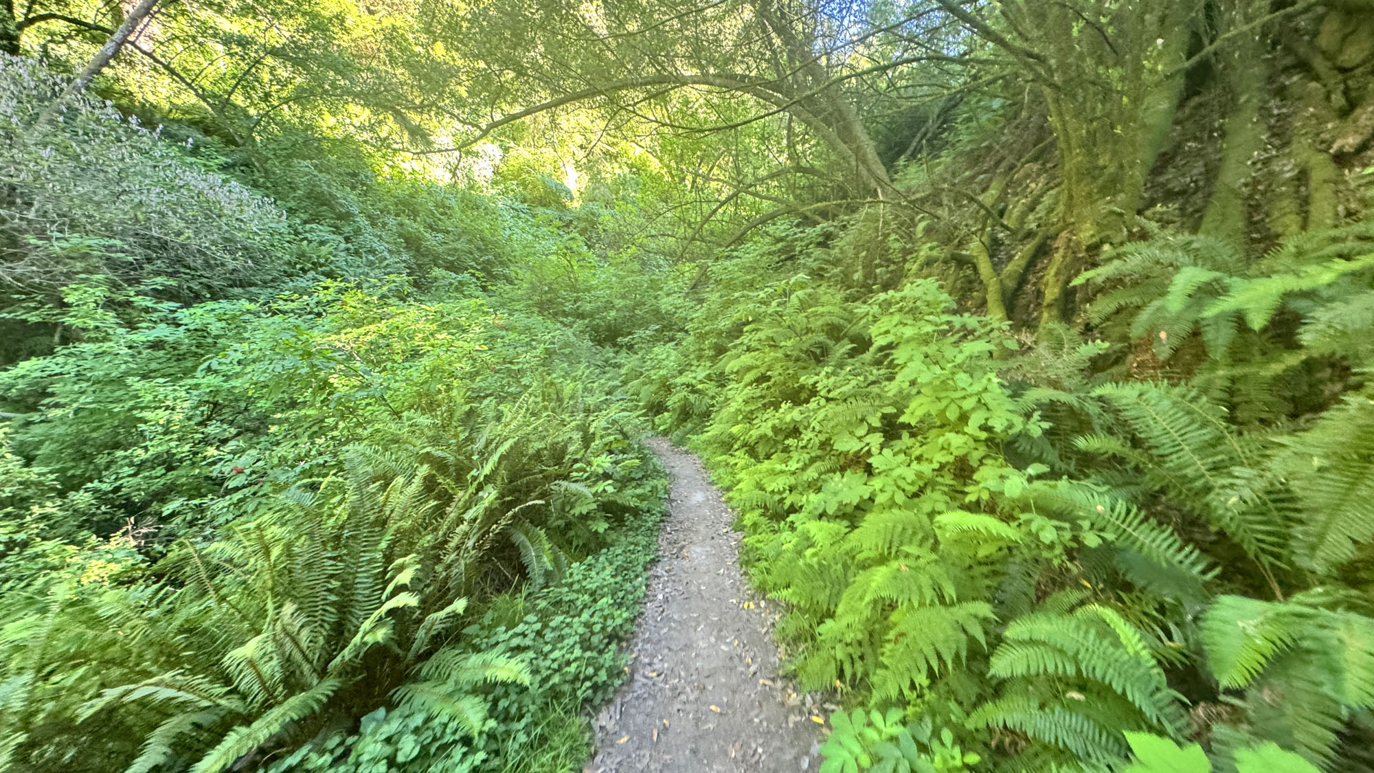 Ferns and green vegetation line a single track trail on the way to Glen Campground.