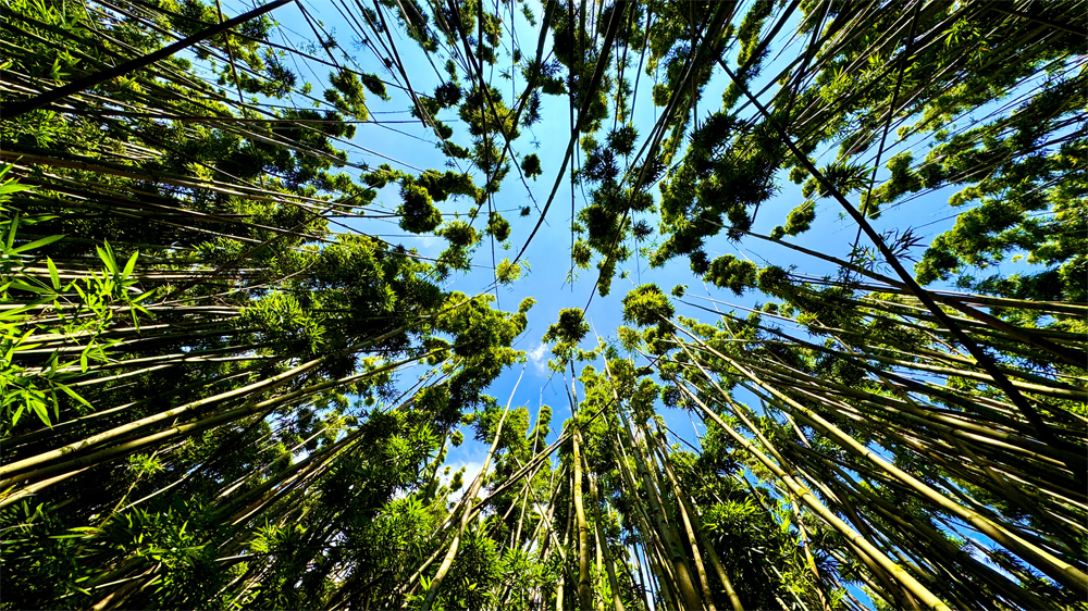 The sky is in the center looking up from bamboo trees all around.