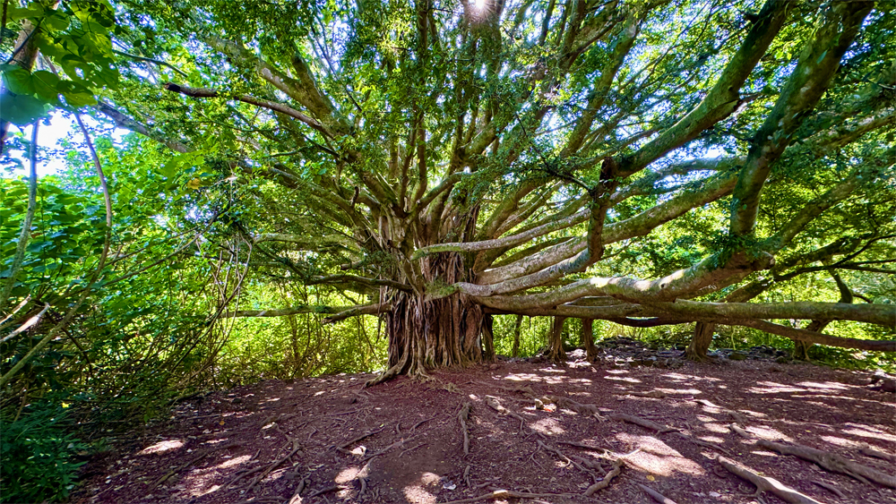 A Banyon Tree.