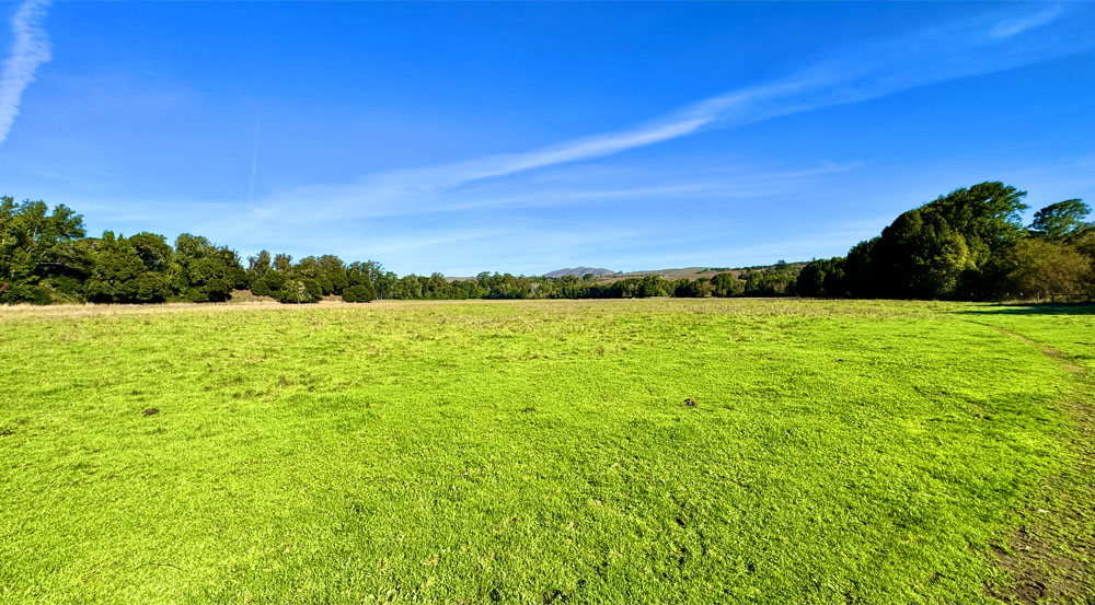 A green pasture with trees on the horizon.