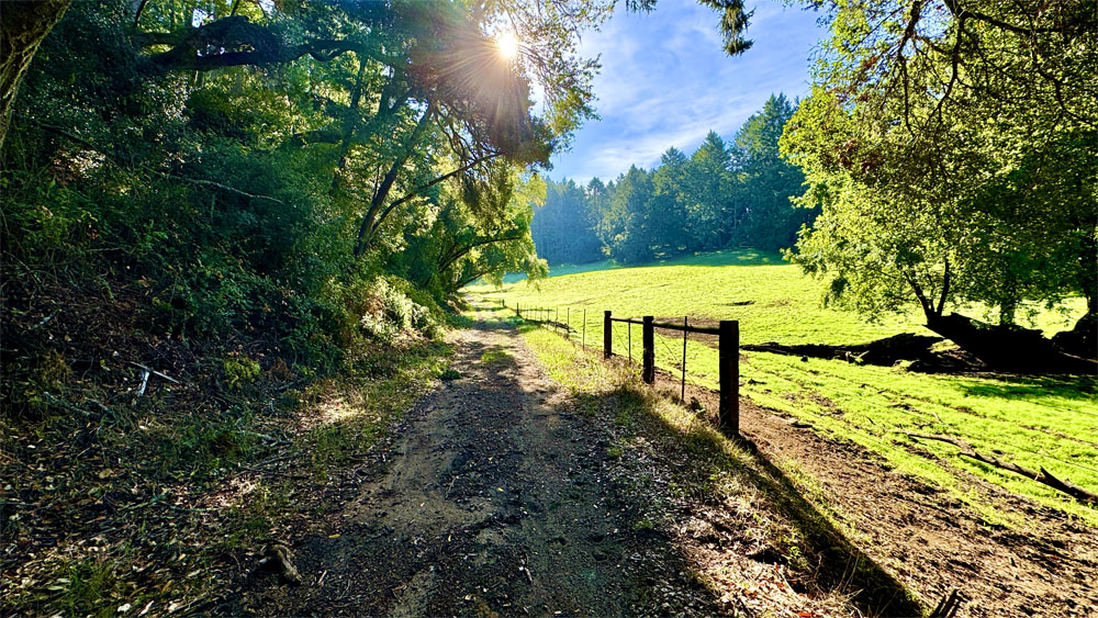 A fence separates a hiking trail from a cow pasture.