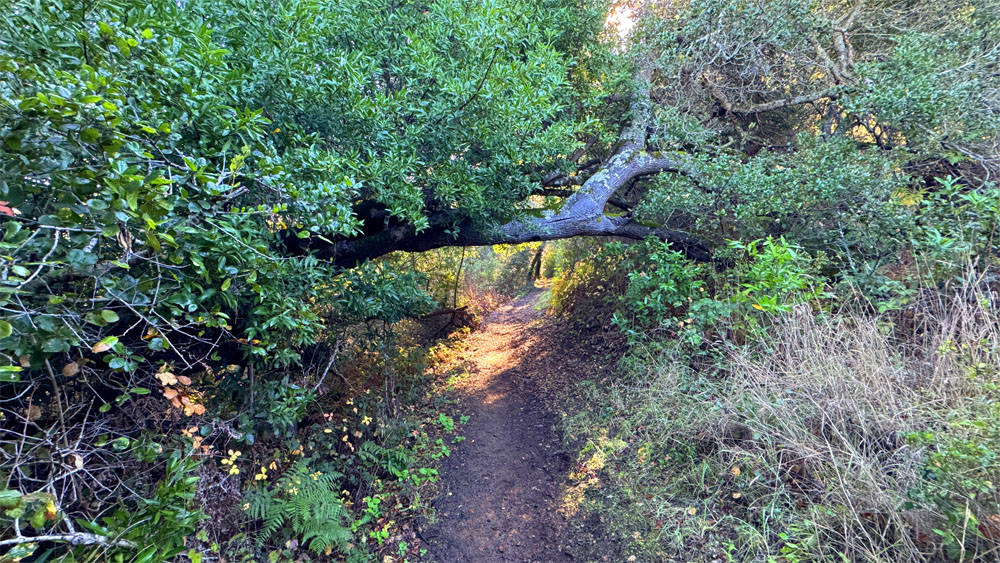 A tree limb grows across a single-track trail.