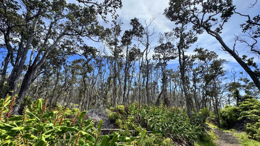 Tropical trees and bushes line the trail on the way to Crater Rim Trail.