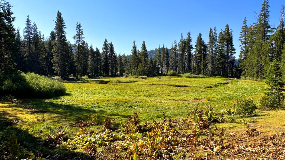 A meadow next to the Crystal Lake Trail.