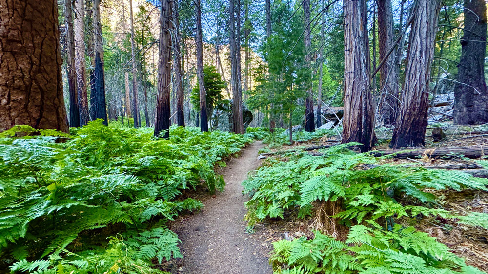 A single-track trail in a pine forest with fern plants on both sides.